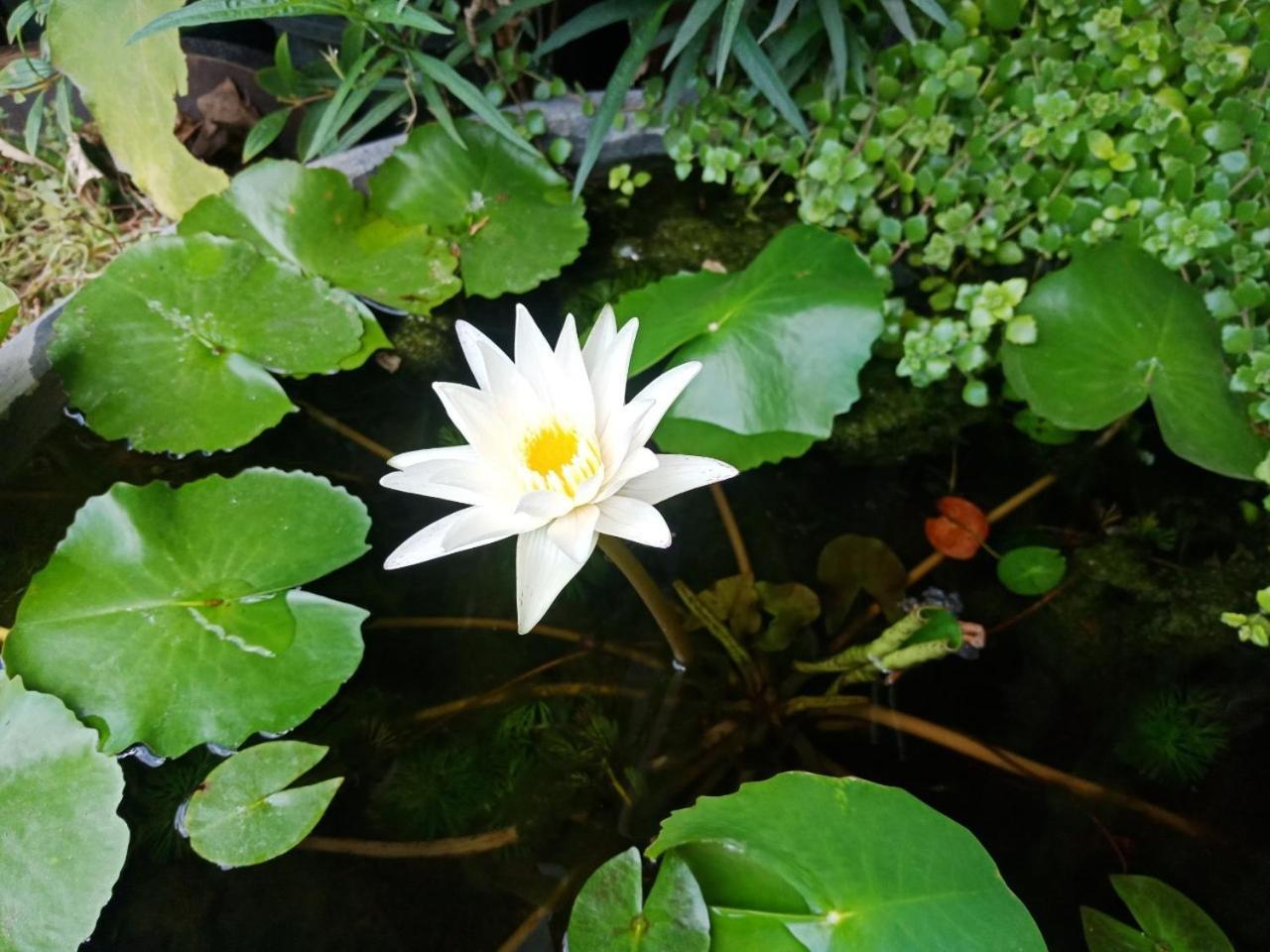A Lanna Boutique House Hotell Chiang Mai Eksteriør bilde
